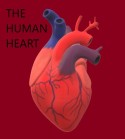 the human heart